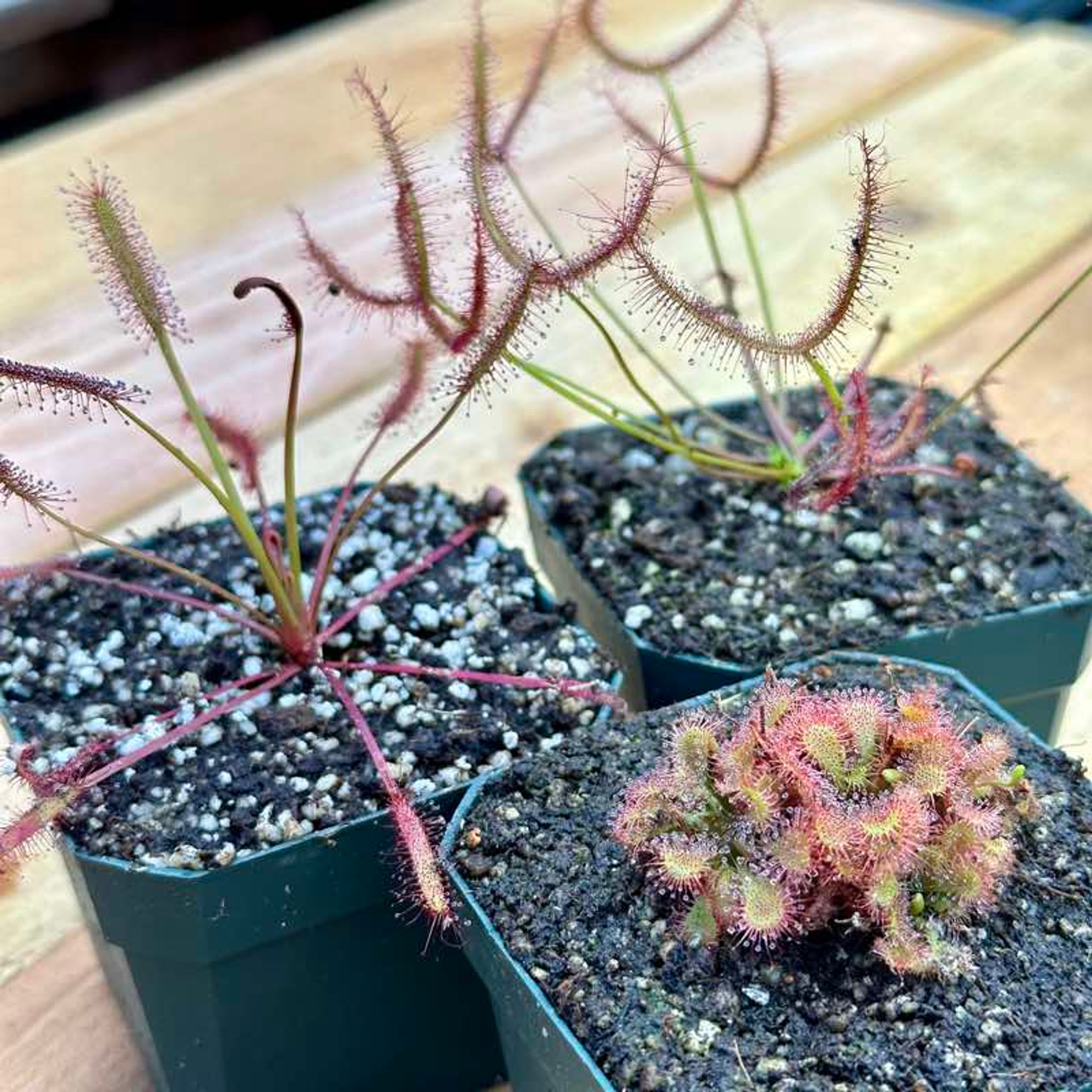 Collection of Tropical Sundews Beautiful Carnivorous Plants for Sale