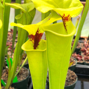 Sarracenia flava rugelii