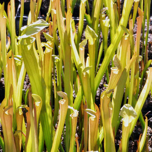 Sarracenia alata, mixed forms Sarracenia alata, mixed forms