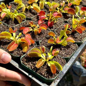 Venus Flytrap for Sale Venus Flytrap for Sale