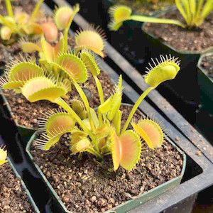 Dionaea muscipula King Henry Flytrap Dionaea muscipula King Henry Flytrap