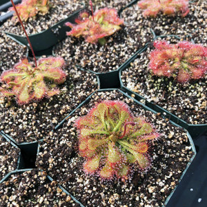 Drosera spatulata Drosera spatulata