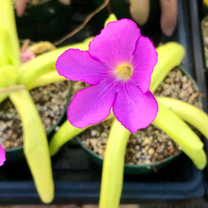 Pinguicula moctezumae x gigantea with a flower. Pinguicula moctezumae x gigantea with a flower.