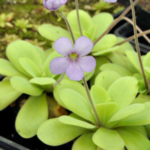 Pinguicula Alfred Lau #13 with flowers
