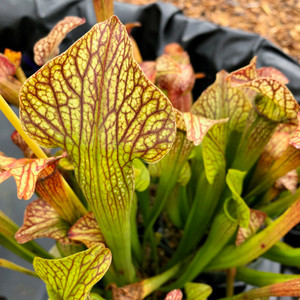 Sarracenia Spade