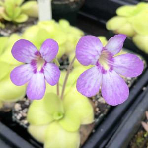 Pinguicula Gina for Sale Pinguicula Gina for Sale