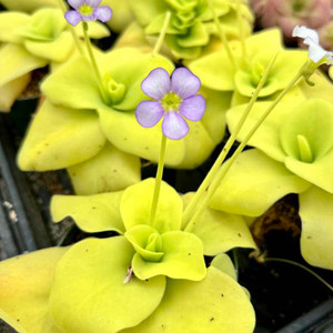 Pinguicula gigantea Pinguicula gigantea