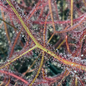 Drosera Marston's Dragon