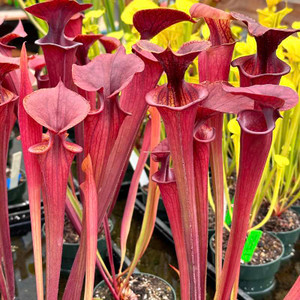 Sarracenia flava atropurpurea Sarracenia flava atropurpurea