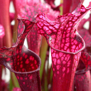 Sarracenia Daina's Delight for sale.