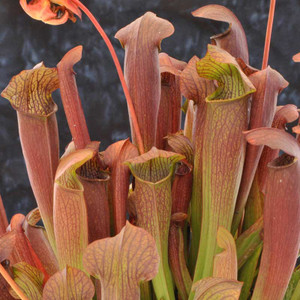 Sarracenia x Red Bug for sale. Sarracenia x Red Bug for sale.
