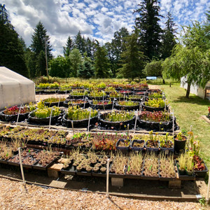 Visit Sarracenia Northwest