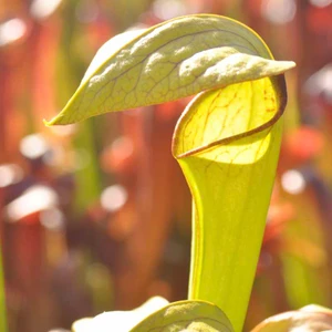 Sarracenia flava x minor