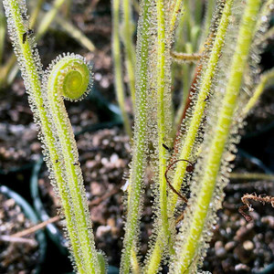 Drosera tracyi for sale.