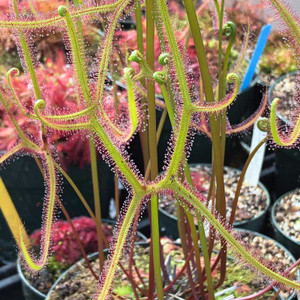 Drosera dichotoma, Giant Staghorn