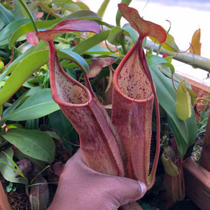 Nepenthes sanguinea Nepenthes sanguinea