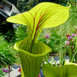 Sarracenia Doreen's Colossus x Lorax for Sale