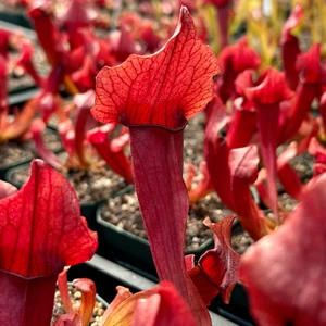 Sarracenia Maroon