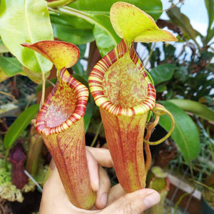 Nepenthes chaniana x (lowii x merrilliana) Nepenthes chaniana x (lowii x merrilliana)