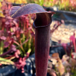 Sarracenia alata Wendigo