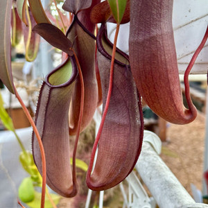 Nepenthes Rebecca Soper