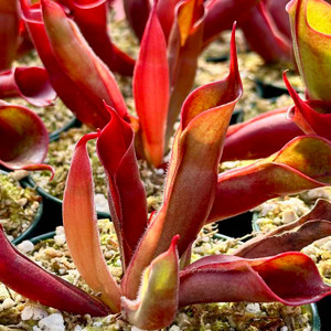 Heliamphora sarracenioides x minor Black Burgandy Heliamphora sarracenioides x minor Black Burgandy