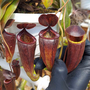 Nepenthes glandulifera x tenuis (Rooted Cutting) Nepenthes glandulifera x tenuis (Rooted Cutting)
