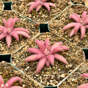 Pinguicula agnata x gypsicola Pinguicula agnata x gypsicola