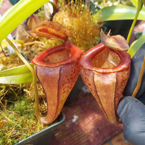 Nepenthes flava x tenuis Nepenthes flava x tenuis