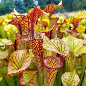 Sarracenia flava ornata Red Lip