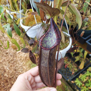 Nepenthes ramispina x spectabilis Nepenthes ramispina x spectabilis