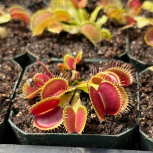 Dionaea Mammoth Flytrap