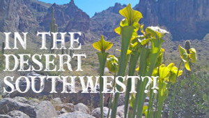 Growing Sarracenia and Venus Flytraps in the Desert Southwest Growing Sarracenia and Venus Flytraps in the Desert Southwest