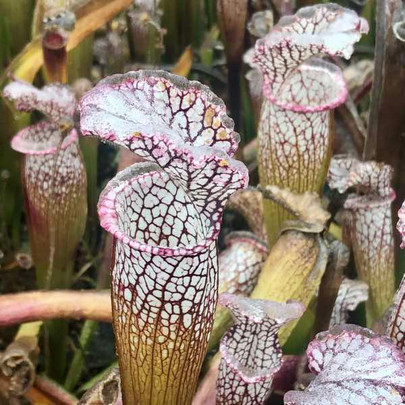 Freezing Rain at the Nursery