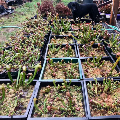 Dividing Darlingtonia Colonies