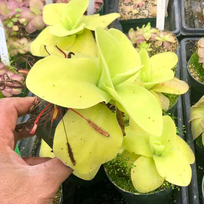 Pinguicula gigantea