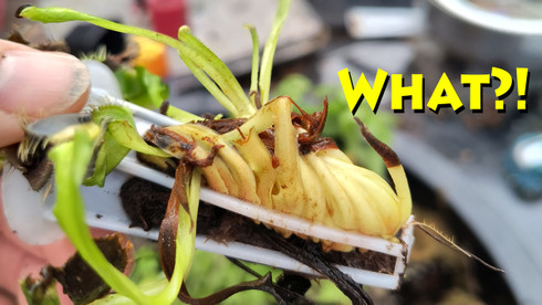 Can you grow Venus Flytraps in an AeroGarden?