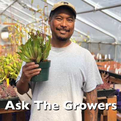 Q/A #60 - Are Sarracenia Flowers a Sign of Stress?