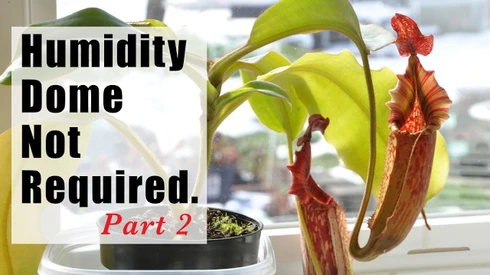 Q/A #161 - Do Nepenthes Need a Humidity Dome? The Humidity Myth, Part 2