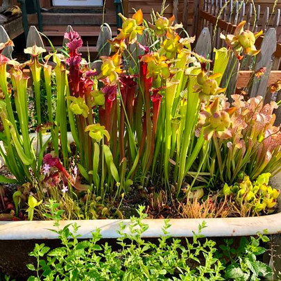 New Crop of Outdoor Perennials Coming in April!