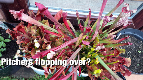 A Common Cause of Floppy Sarracenia Pitchers