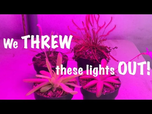 LED Lights for Tropical Plants