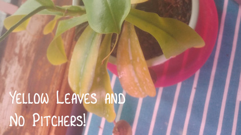 Rescuing a Nepenthes with Yellow Leaves