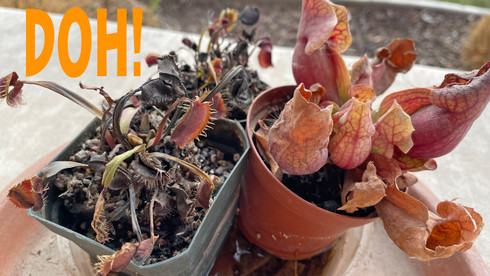 Venus Flytrap Nipped by a Winter Freeze