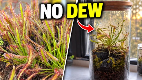 Q/A #165 - Cape Sundew Isn't Producing Dew