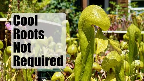New 2026 Darlingtonia Guidelines