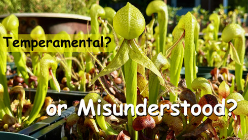 Darlingtonia and the Cool Root Myth - COMING SOON!