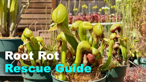 Q/A #164 - Saving a Dying Darlingtonia 