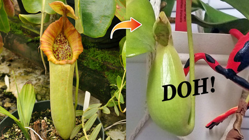 An Unexpected Cause of Deformed Nepenthes Pitchers