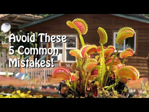 5 Common Growing Mistakes with Venus Flytraps